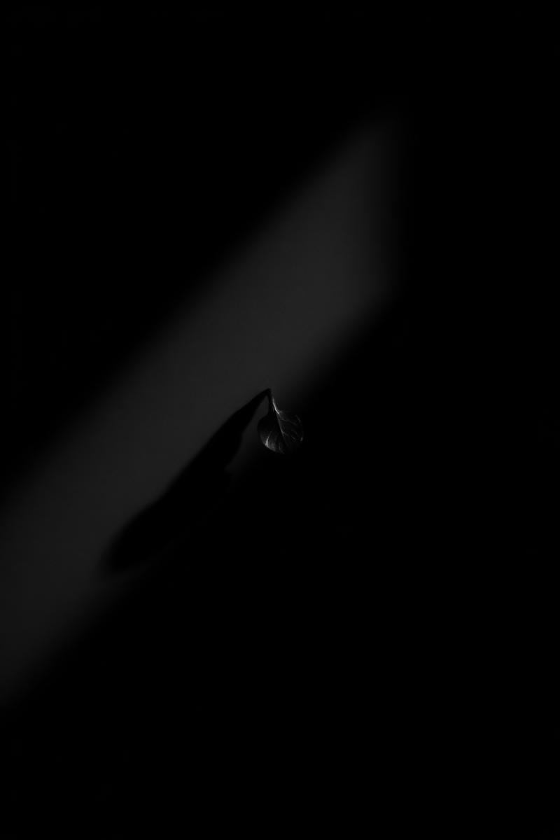 Botánica fantasma — hoja en penumbra
